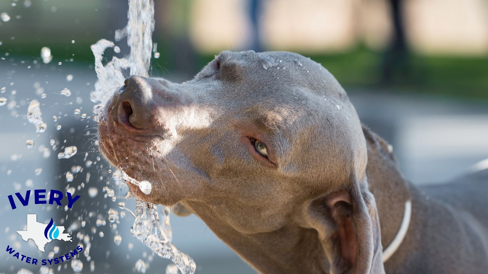 dog drinking water